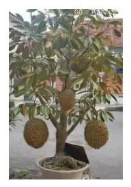 2023 New 1 seed Wonderful Red Durian fruit Tree Seed