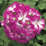 Pelargon "Ringo 2000 Rose " F1 5 frö