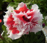 Busk Petunia red Pirouette 10 frö