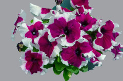 Petunia F1 "Limbo Burgundy Picotee" 15 frön