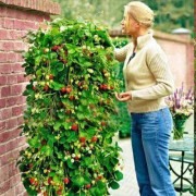 2023 New Fröer: Climbing strawberries/ Klättrande jordgubbar (Mount Everest )