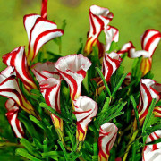 2023 New 8 seeds (S) Candy Cane Sorrel, Polkagris