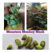 2023 New 3seed (3)(S) Fröer: Monstera Monkey Mask..