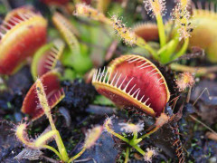2023 New 10 seeds (S) Venus Flytrap- Köttätande blomma (äter dina kryp) Ca 8-10 fröer