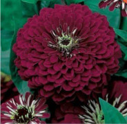 2023 New 10seed Dahlia-blommig zinnia "Violet Queen" (10 frön)