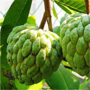 2023 New Annona Muricata, bonsai, Socker Äpple , Sött och Gott