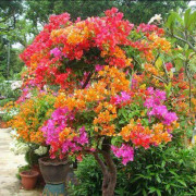 2023 New 5 seeds Spectabilis Rainbow Tree (hybridträd) (5 frön)