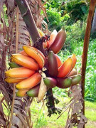 2023 New Seeds fröer Bonsai Banana Velutina, Dvärg Banan (mat banan)