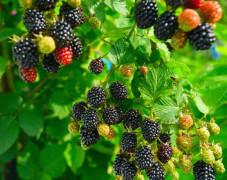 2023 New : Underbart Blackberry , så goda