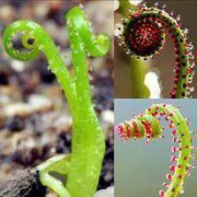 2023 New 2023 New 5 seeds (S) Drosophyllum köttätande blomma