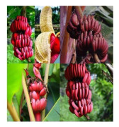2023 New Seeds, fröer, Red Banana Velutina, Röd Banan, söt & god.