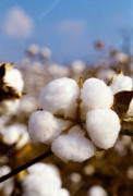 2023 New Underbara Fuzzy Cotton Seeds, odla din egen bomull.