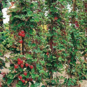 2023 New 10-15 Fröer: Climbing strawberries/ Klättrande jordgubbar (Mount Everest )
