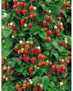2023 New 10-15 seeds (SS) Mount Everest Jordgubbar (Klättrar, som smultron)