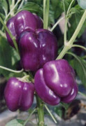 2023 New Underbar Purple Violet Paprika