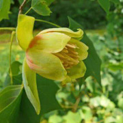 2023 New Seeds Wonderful Tulip tree