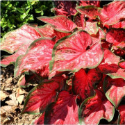 2023 New (S,5) Fröer: Caladium: (Caladium)