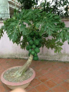 2023 New 5 seeds (S) Fröer Carica papaya, underbar och lättodlad