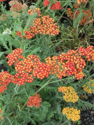 2023 New Seeds (S) Fröer Rölleka