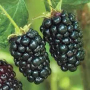 2023 New (S,10) Fröer: Underbart Blackberry , så goda