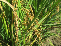 2023 New Seeds Carnaroli Ris (lättodlat,odla ditt egna ris)
