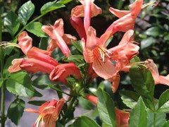 2023 New Fröer: Mango Cape Honeysuckle Tecomaria Capensis
