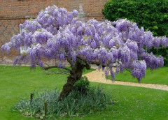 2023 New Love Tree Chinese Wisteria Vine (Kinesiskt Love Träd , Körsbärsträd)
