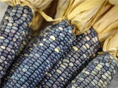 2023 New Hopi Turquoise corn Underbar Turkos Majs, lättodlad