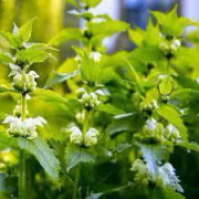 2023 New Seeds S) Stinging nettle, Super food