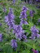2023 New Seeds (S) Fröer: Salvia ( många användningsområden, rensar andar)