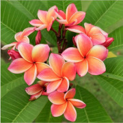 2023 New (S,5) Fröer: Plumeria: (Plumeria)
