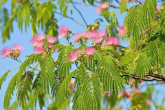 2023 New (S) Sensitiva. Mimosa pudica (Rör mig ej) "Touchy Tina"