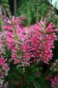 2023 New 5seed 5 Fröer: Erica verticillata - Pink