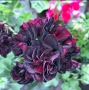 2023 New Wreath Black Dream (10 frön)