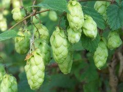 2023 New 10-15 seeds Snabbväxande Humle Fuggles from England Fast growing Hop seeds
