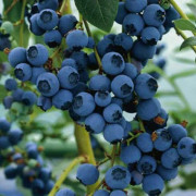 2023 New Seeds, fröer, Gigant American Blueberries