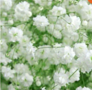 2023 New 10-15 Brudslöja - Gypsophila paniculata (10-15 frön)