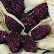 2023 New Fröer: Japonica Strawberry Corn