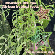 2023 New 2 Fröer: Monstera Obliqua, Väldigt ovanlig!!