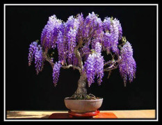 2023 New 5 seeds Jacaranda Blue Flower Bonsai Tree