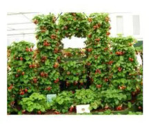2023 New 50-60 Seeds BIG PACK (SS) Fröer: Climbing strawberries/ Klättrande jordgubbar (Mount Everest )