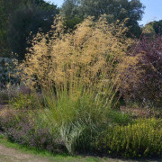 2023 New Golden oats
