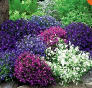 2023 New Lobelia blandade färger (15-20 frön)