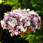 2023 New Morning Gloriy, Pink/White + white mix