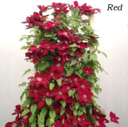 2023 New ss wonderful clematis mix red climbing plant