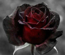2023 New Fröer Wonderful Black Red Rose