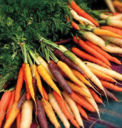 2023 New Rainbow Carrots mix 20-30 Seeds Pack