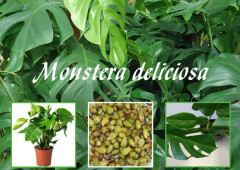 2023 news Fröer: STOR , Monstera ,(snabb odlad,) monstera deliciosa