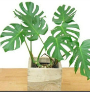 2023 news Fröer: STOR , Monstera ,(snabb odlad,) monstera deliciosa