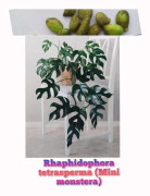 2023 news Fröer: Rhaphidophora tetrasperma (Mini monstera)....